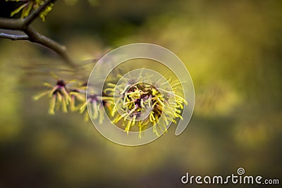 Closeup and selective focus shot of flowering Hamamelis intermedia or hybrid witch hazel Stock Photo