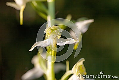 Closeup selective focus shot of the Platanthera Bifolia flowering plant Stock Photo