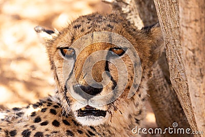 Closeup of senior female cheetah staring with lazy expression and mouth slightly open Stock Photo