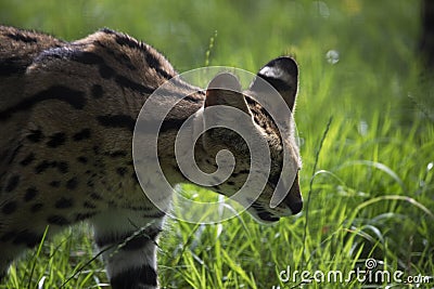Closeup of a serval in a field under the sunlight in the Marwell Zoo, England Stock Photo