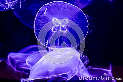 Closeup of Several Beautiful Moon Jellyfish Suspended in Water with a Soft Bioluminescence Stock Photo