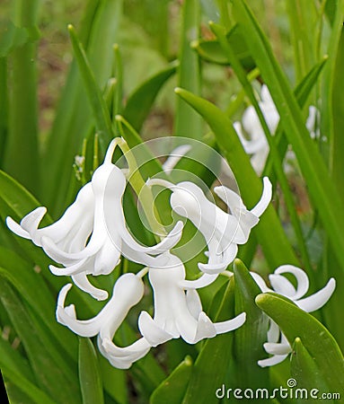 closeup several white perennial Hyacinth flowers, Hyacinthus in Spring Stock Photo