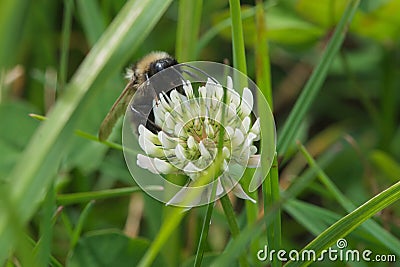 Closeup shaggy bumblebee with big eyes on white clover, Dutch clover, Ladino clover, Ladino, Trifolium repens Stock Photo