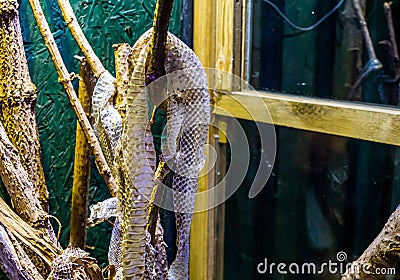 Closeup of a shed snake skin moult hanging on a branch, ecdysis of a mexican kingsnake Stock Photo