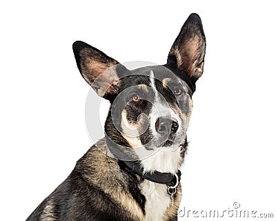 Closeup Shepherd Crossbreed Dog Portrait Isolated Stock Photo