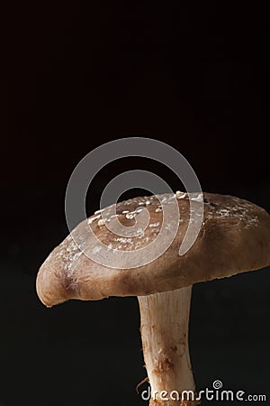 Closeup of Shitake Mushroom Stock Photo