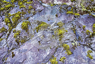 Closeup Shoot of Abstract Stone Texture Overgrown With Green Moss Stock Photo