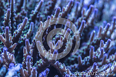 Closeup shoot of acropora sps stony hard corals Stock Photo