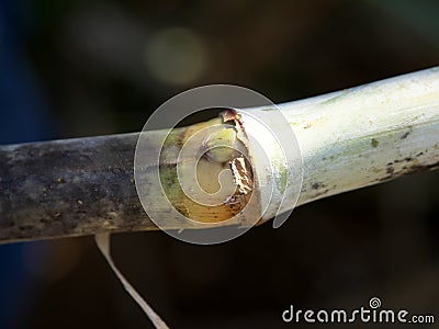 Closeup of a shoot or ratoon of sugar cane in Miyakojima island Stock Photo