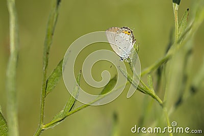 Closeup of a short-tailed blue or tailed Cupid Cupido argiades Stock Photo