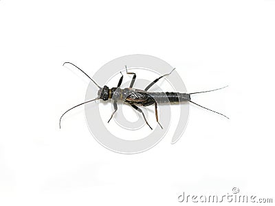 Stonefly plecoptera shortwing insect isolated Stock Photo