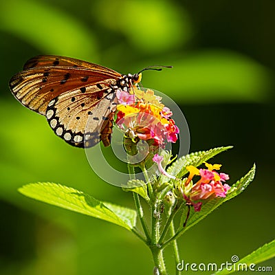 Closeup shot of an acraea violae butterfly on a blossom, in Penang, Malaysia Stock Photo