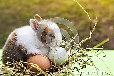 Closeup shot of an adorable bunny and aster eggs on a blurred background Stock Photo