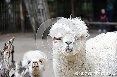 Closeup shot of adorable white alpacas on blurred background Stock Photo