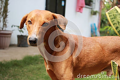 Closeup shot of an Africanis dog in a backyard staring right into the camera Stock Photo