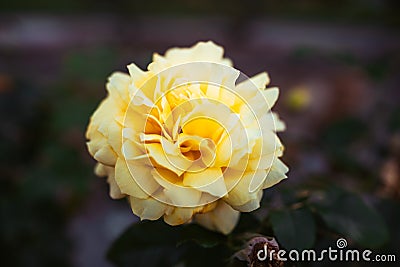 Closeup shot of an amazing yellow rose flower Stock Photo