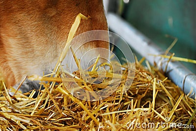 Closeup shot of an animal snout grazing from a golden hay Stock Photo