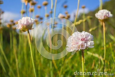 Closeup shot of armeria flowers in a field Stock Photo