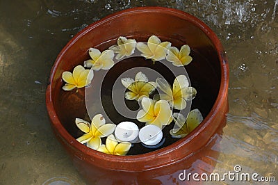 Closeup shot of Balinese spa frangipani flowers in a watered clay bucket Stock Photo