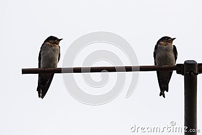 Closeup shot of barn swallow Stock Photo