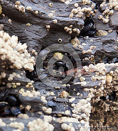 Closeup shot of barnacles growing on wet sea rocks Stock Photo