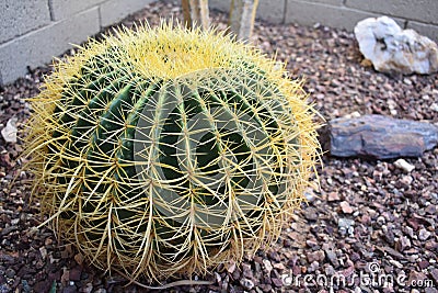 Closeup shot of a Barrel cactus on the ground near Phoenix, Arizona Stock Photo
