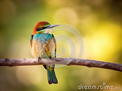 Beautiful bee-eater bird Stock Photo