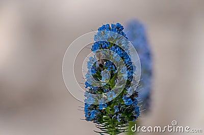 Closeup shot of a beautiful blue pride of Madeira flower in Switzerland Stock Photo