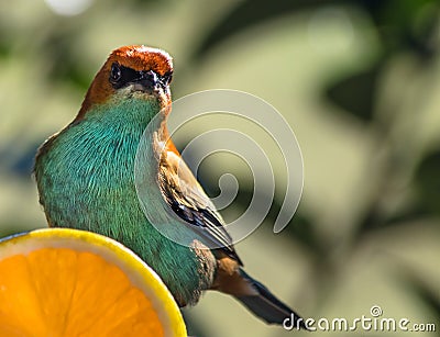 Closeup shot of a beautiful chestnut-backed tanager bird (Tangara preciosa) Stock Photo