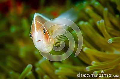 Closeup shot of a beautiful clownfish in a green sea anemone Stock Photo