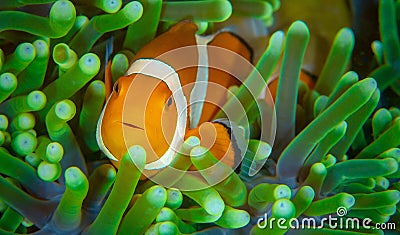 Closeup shot of a beautiful clownfish in a green sea anemone Stock Photo