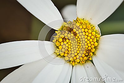 Closeup shot of beautiful, delicate, white flower with few missing petals Stock Photo