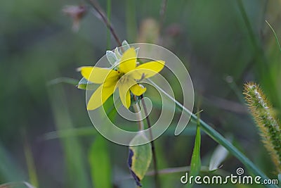 Closeup shot of a beautiful gagea flower in blooming Stock Photo