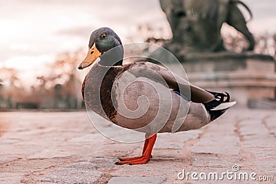 Closeup shot of a beautiful green mallard duck on a road Stock Photo