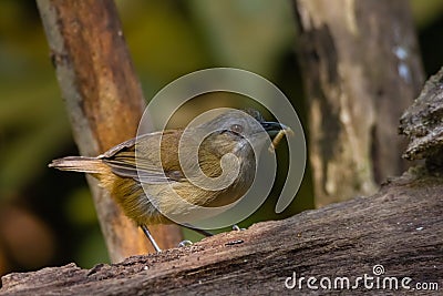 Beautiful Horsfield`s Babbler in nature Stock Photo