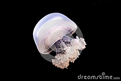 Closeup shot of a beautiful jellyfish deep in the ocean Stock Photo