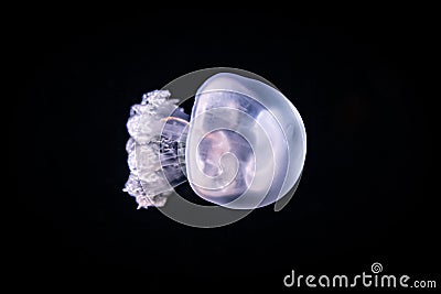 Closeup shot of a beautiful jellyfish deep in the ocean Stock Photo