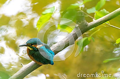 Closeup shot of a beautiful Kingfisher bird on a tree branch with a blurred background Stock Photo