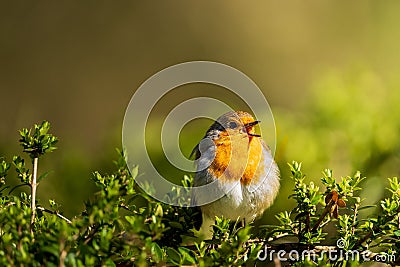 Closeup shot of a beautiful orange robin bird perched on lush green foliage Stock Photo