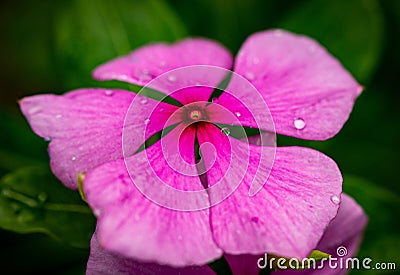 Closeup shot of a beautiful pink periwinkle with dew on petals Stock Photo