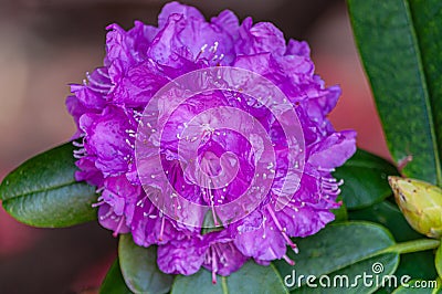 Closeup shot of a beautiful purple gilliflower in Switzerland on a blurred background Stock Photo