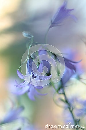 Closeup shot of beautiful purple harebell flowers on a blurred background Stock Photo