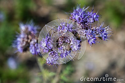Closeup shot of beautiful purple pennyroyal flowers on a blurred background Stock Photo