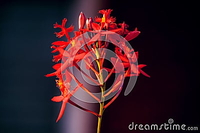 Closeup shot of a beautiful red epidendrum flower on a blurred background Stock Photo