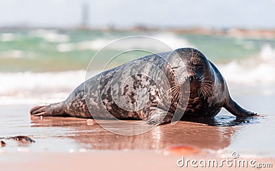 Closeup shot of a beautiful seal on the lake in Denmark Stock Photo
