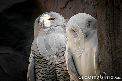 Closeup shot of beautiful snowy owls Stock Photo