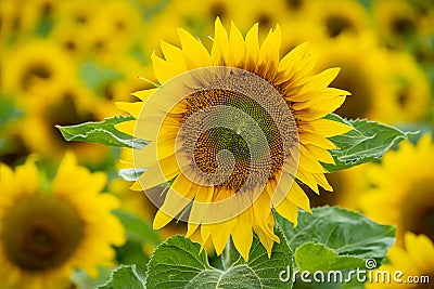 Closeup shot of a beautiful sunflower in a sunflower field - perfect for background Stock Photo