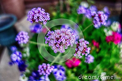 Closeup shot of a beautiful Verbena flower under a blurred background Stock Photo