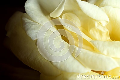 Closeup shot of a beautiful yellow rose Stock Photo