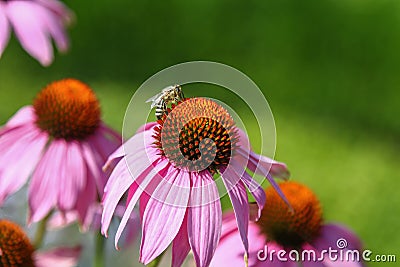 Closeup shot of a bee pollinating a purple coneflower Stock Photo